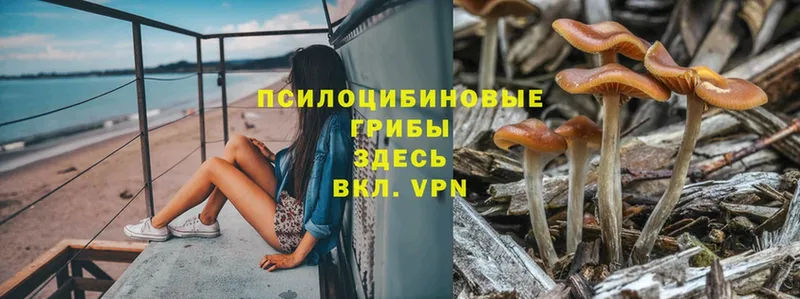 Галлюциногенные грибы Psilocybe  Светлоград 